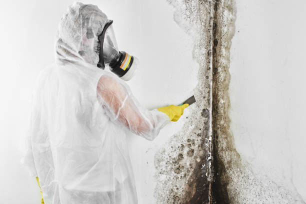 Best Mold Remediation for Schools in Lafayette, OR
