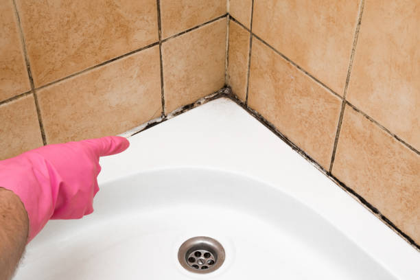 Best Commercial Mold Remediation in Lafayette, OR